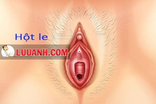 Hột le 8 Vị trí của hạt le