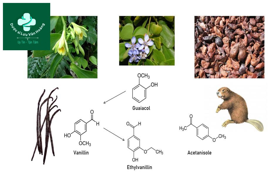 họp chất Vanillin