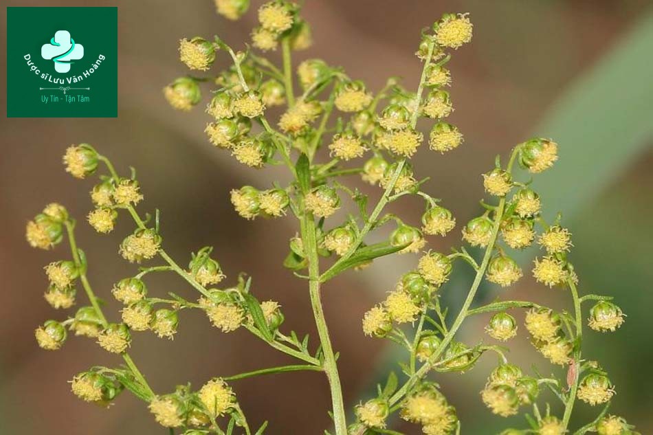Hoa Artemisia annua