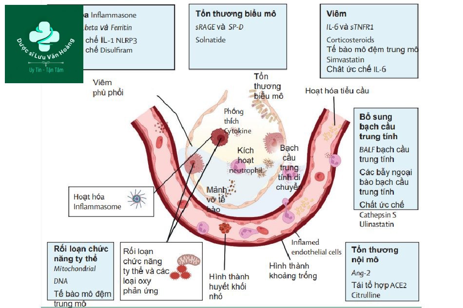 ình 2: Các đặc điểm tiềm năng có thể điều trị được trong ARDS, một mô hình sinh lý bệnh