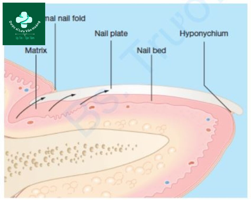 Tìm hiểu về cấu trúc và chức năng của da 31 HÌNH 2.14 Móng bình thường.