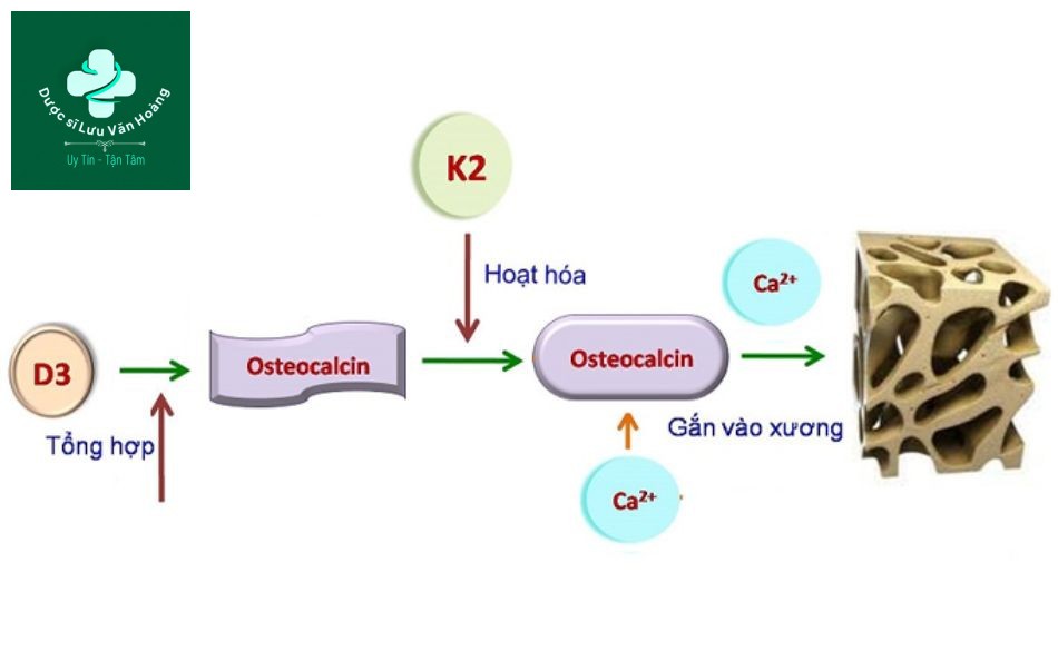 Tiêu chí vàng khi lựa chọn sản phẩm bổ sung canxi cho mọi đối tượng 7 Tiêu chí vàng khi lựa chọn sản phẩm bổ sung canxi cho mọi đối tượng